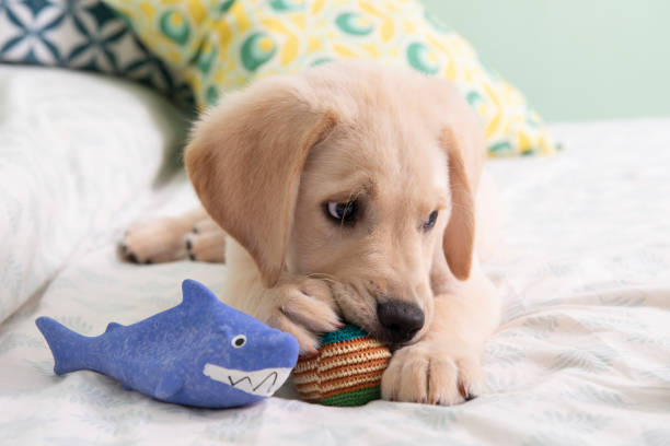 istock Gorgeous yellow labrador retriever puppy 1320003365