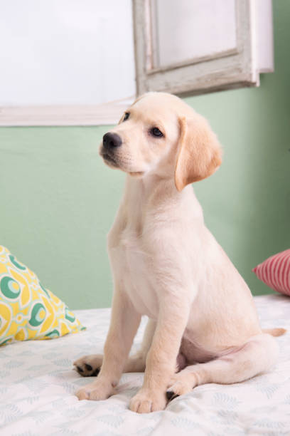 istock Gorgeous yellow labrador retriever puppy 1320003396