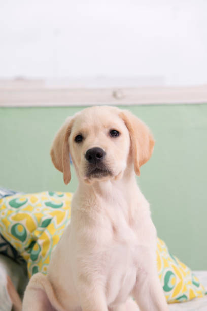 istock Gorgeous yellow labrador retriever puppy 1320003404