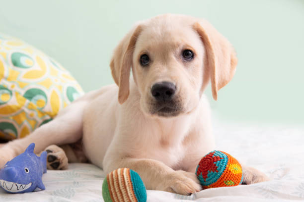 Gorgeous yellow labrador retriever puppy