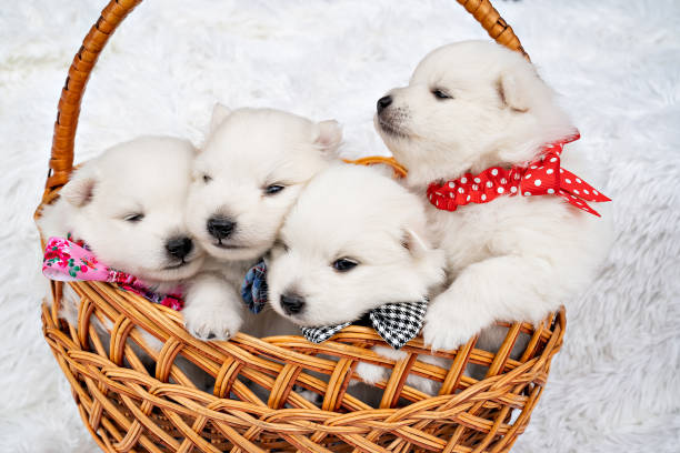 istock four white puppies in a basket. breeding dogs breed Japanese Spitz. 1320003523