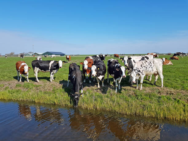 istock Cows in the meadow in the Netherlands in spring 1320004926