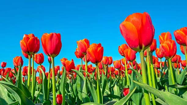 istock Blosssoming red tulips in the countryside from the Netherlands in spring 1320005116