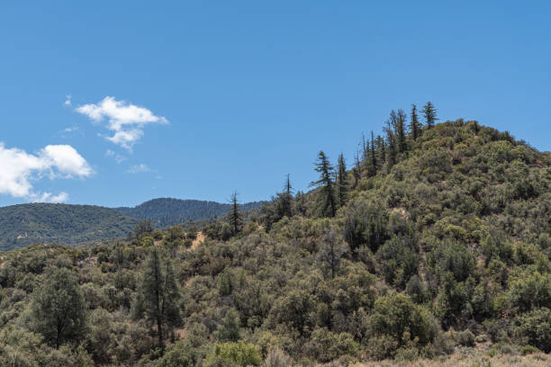 istock Forested mountain tops in Los Padres National Forest, CA, USA. 1320005404