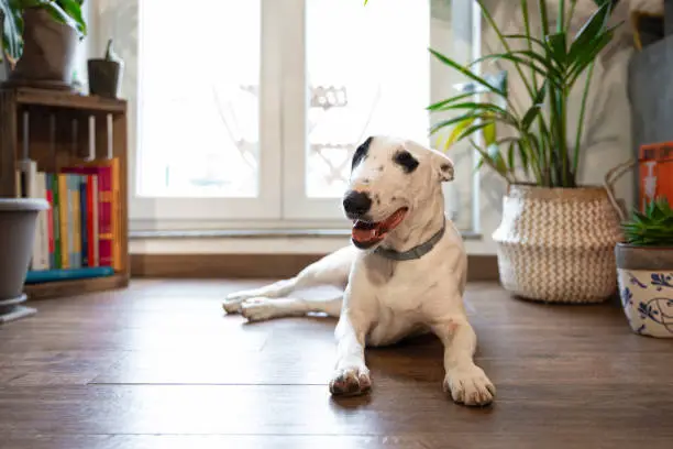 Bull Terrier Dog at Home