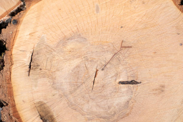surface en bois avec anneaux annuels. la texture d’une scie coupée d’un arbre vieux de plusieurs siècles. - bark elm tree oak tree wood photos et images de collection
