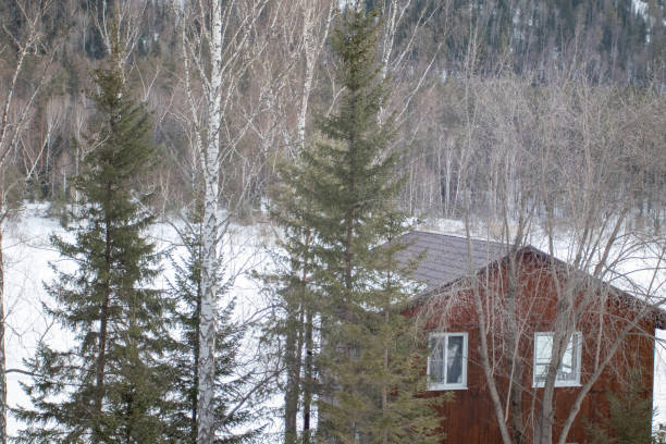 istock Modern two-storey wooden house in winter forest among tall pines. 1320006607