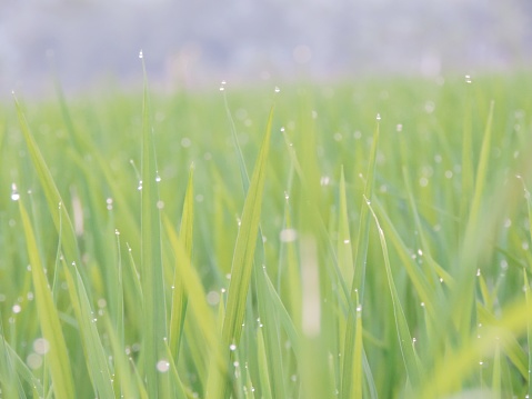 selectively focus rice plants with blur background