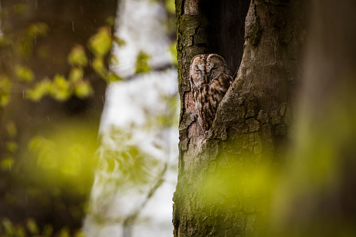 Little owl at the edge of its nest in a hollow tree
