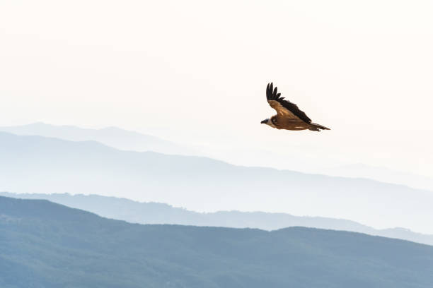istock Griffon vulture spinning on the sky above Rocca del Crasto mountain, Sicily 1320008415