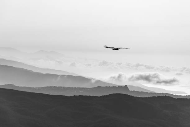 istock Griffon vulture spinning on the sky above Rocca del Crasto mountain, Sicily 1320008512
