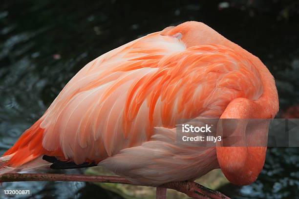 Pink Flamingo Stock Photo - Download Image Now - Bird, Galapagos Islands, Sleeping