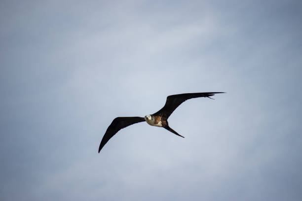 istock Magnificent frigatebird in flight over the sea with a blue sky background 1320009472