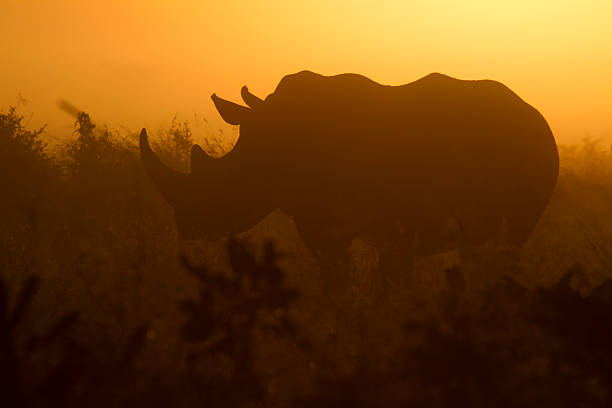 silhouette del rinoceronte bianco del sud - kruger national park sunrise south africa africa foto e immagini stock