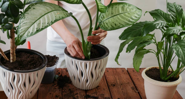istock Woman's hands transplanting plant a into a new pot. 1320011515