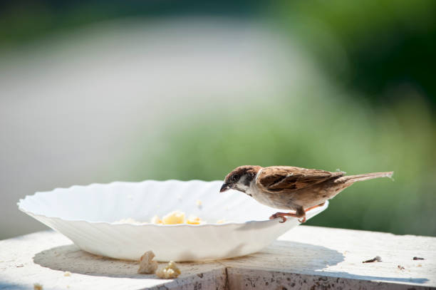istock Bird on the edge of a plate, eats bread crumbs 1320012453