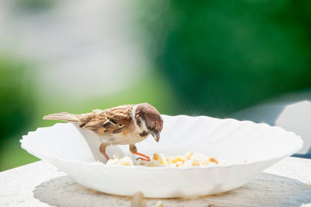 istock Bird on the edge of a plate, eats bread crumbs 1320012459