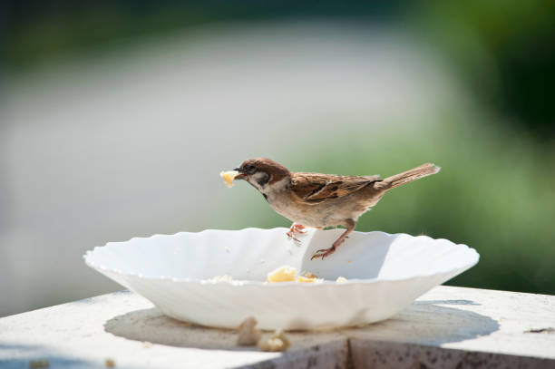 istock Bird on the edge of a plate, eats bread crumbs 1320012478