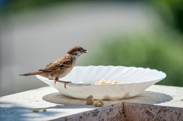 istock Bird on the edge of a plate, eats bread crumbs 1320012480