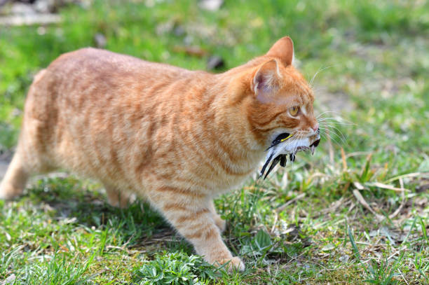 The domestic red cat caught the bird and holds it in its mouth stock photo