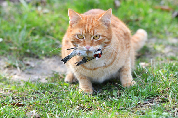 the domestic red cat caught the bird and holds it in its mouth - passerine imagens e fotografias de stock