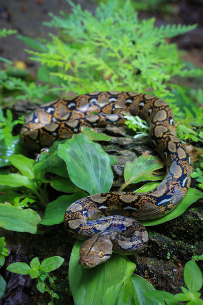 boa oder python schlange muster closeup haut aus lebendem körper in thailand - anakonda stock-fotos und bilder