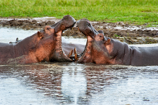 Two male Hippos (Hippopotamus) are fighting in a small pool in the green plains of the remote Katavi National park in Tanzania, close to the shore of Lake Tanganyika