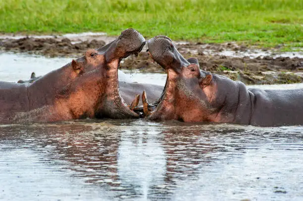 Photo of Two fighting Hippopotamus, wildlife shot, Katavi/Tanzania