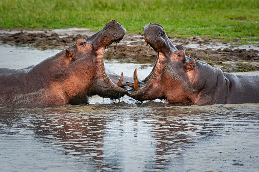 Two male Hippos (Hippopotamus) are fighting in a small pool in the green plains of the remote Katavi National park in Tanzania, close to the shore of Lake Tanganyika