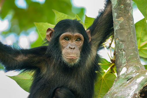 A closeup shot of a chimpanzee in Uganda, East Africa