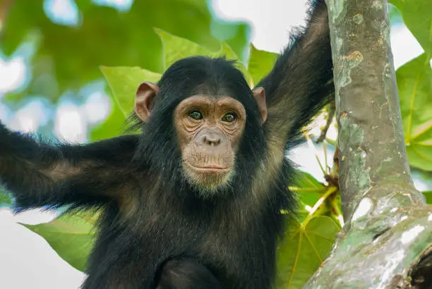 A "Chimp" (Common Chimpanzee, Pan troglodytes) is sitting in a tree. SHOT IN WILDLIFE in Gombe Stream National Park at Lake Tanganyika in Western Tanzania.