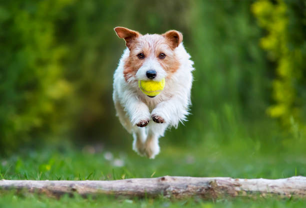 istock Playful happy pet dog jumping, agility training 1320018472