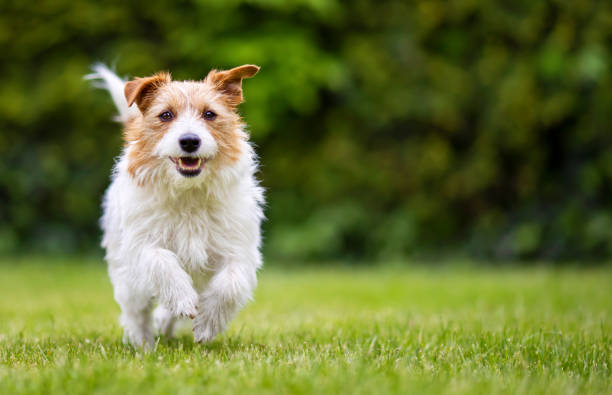 verspielt glücklich lächelnhaustier hund läuft im gras - sporttraining fotos stock-fotos und bilder