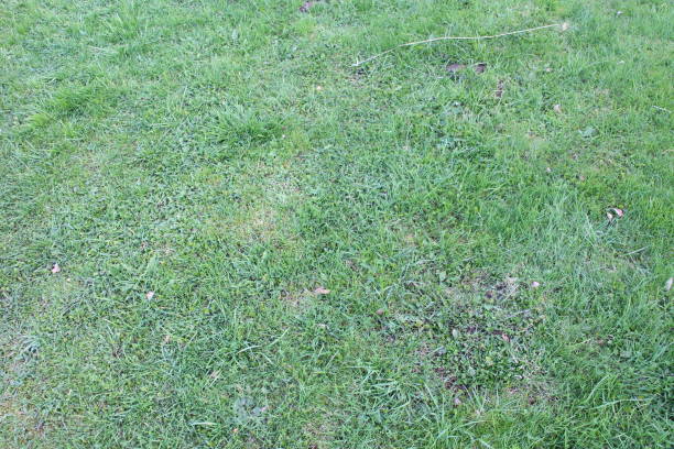 istock small green grass in spring close-up 1320019427