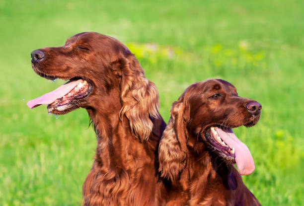 istock Panting drooling pet dogs in summer 1320019646