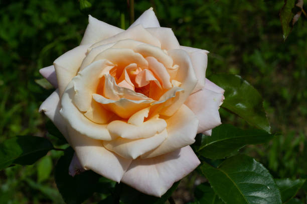 istock Rose in a green garden 1320019858