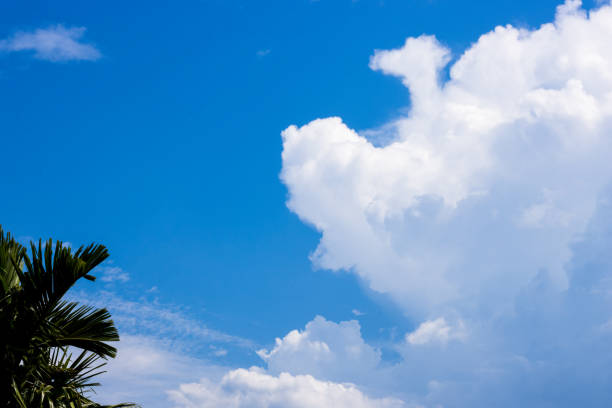 hand holding branch with blue sky background at Palm Sunday celebration. Holy Week. Traditional Catholic celebrate Palm Sunday. Christian faith.