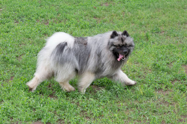 istock German spitz is running on a green grass in the summer park. Keeshond or deutscher wolfspitz. Pet animals. 1320028551