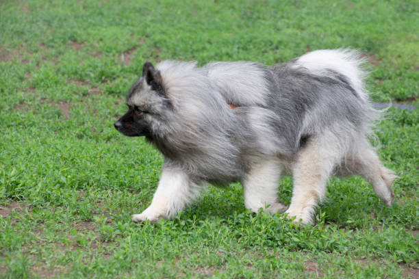 istock Cute german spitz is running on a green grass in the summer park. Keeshond or deutscher wolfspitz. Pet animals. 1320029095