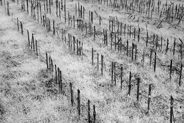 A very sad bleak looking  corn field imaged in infrared.