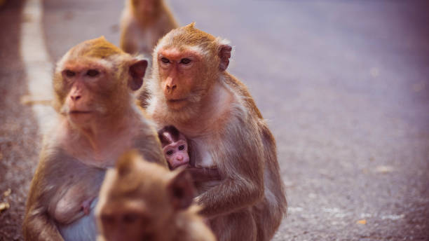 istock Mother and her baby monkey 1320030351