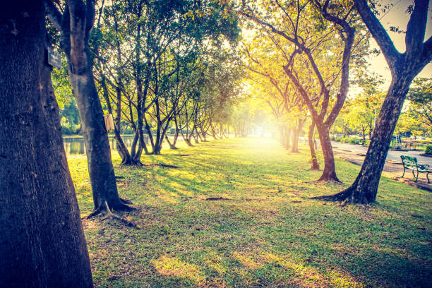 istock Autumn, fall landscape in park 1320030382