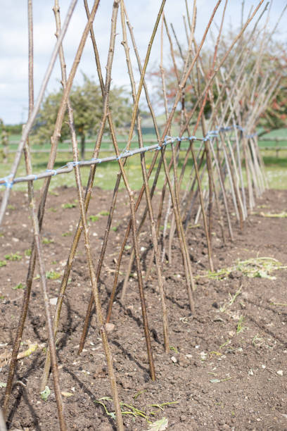 istock Bean sticks in the garden 1320030840