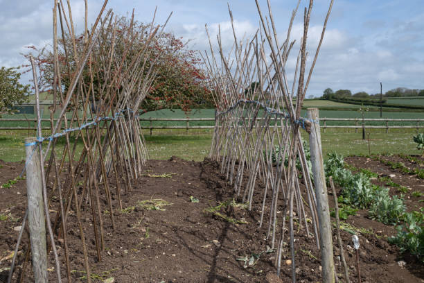 istock Bean sticks in the garden 1320030975