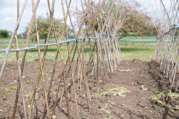 istock Bean sticks in the garden 1320031015