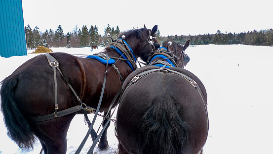 Winter landscape - view of the snowy road with with a horse sleigh in the winter mountain forest after snowfall, 30 January, 2019