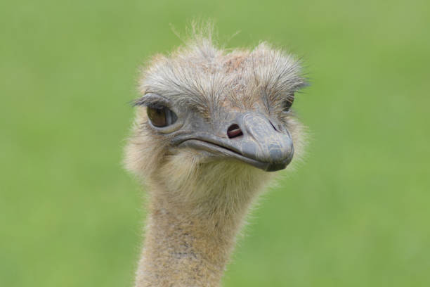istock Female ostrich portrait with green background. 1320035758
