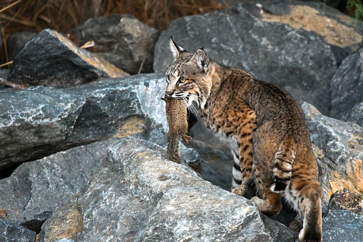The portrait of a Mexican bobcat standing on the branches of a tree
