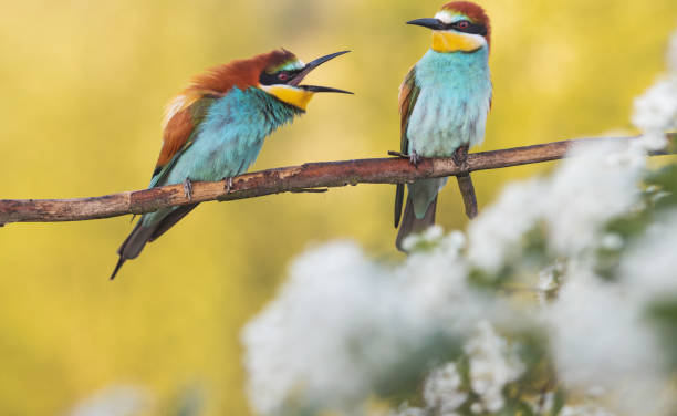 istock birds of paradise among spring beauty 1320036157