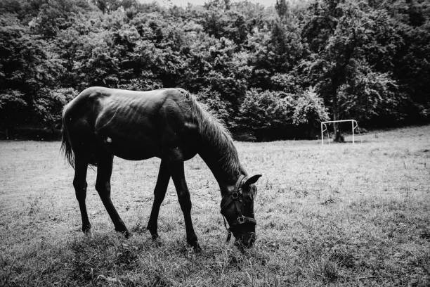lonely stallion on the field. black and white photo